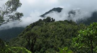 Mixed Forest rajaji national park