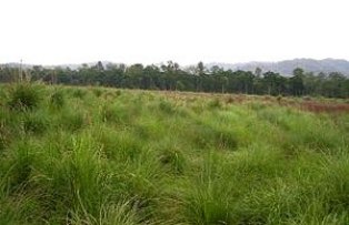 grassland savana forest rajaji national park