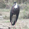 Birding area of Rajaji National Park
