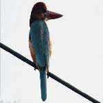 Halcyon smyrnensis (White-throated Kingfisher)