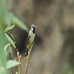 Pycnonotus leucogenys (Himalayan Bulbul).