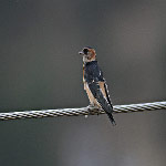 Cecropis badia (Rufuous Swallow)