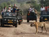 Jeep safari at rajaji national park