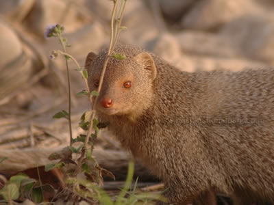 Fauna of Rajaji National Park