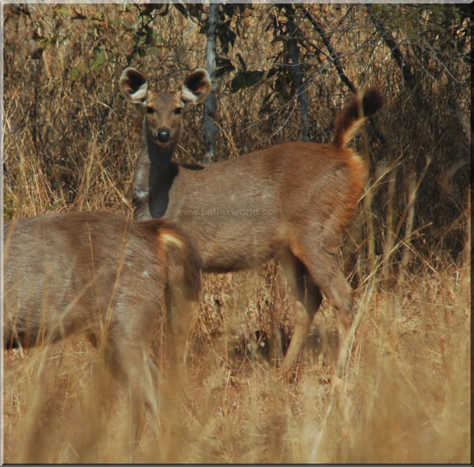 Himalayan Musk Deer at Kedarnath Wildlife Sanctuary