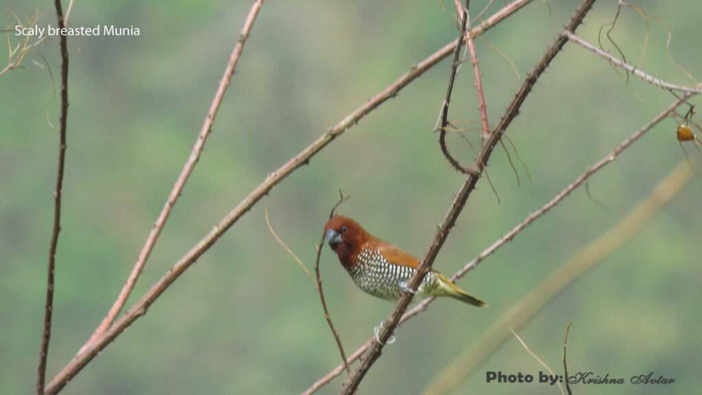 gohri-safari5-scaly-breasted-munia