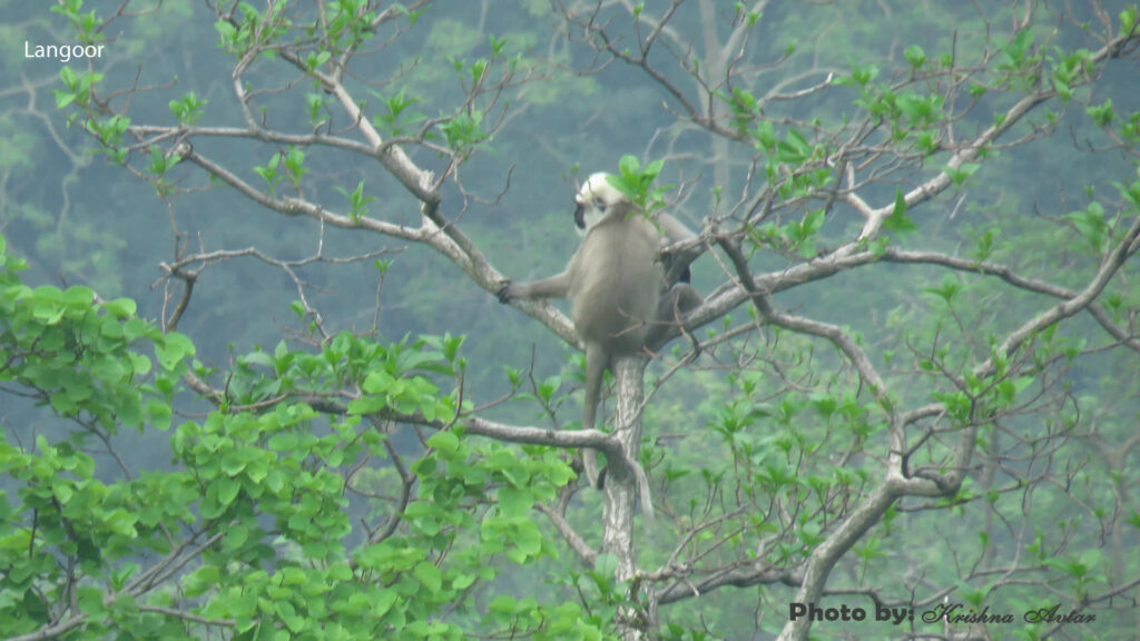 gohri-safari6-langoor